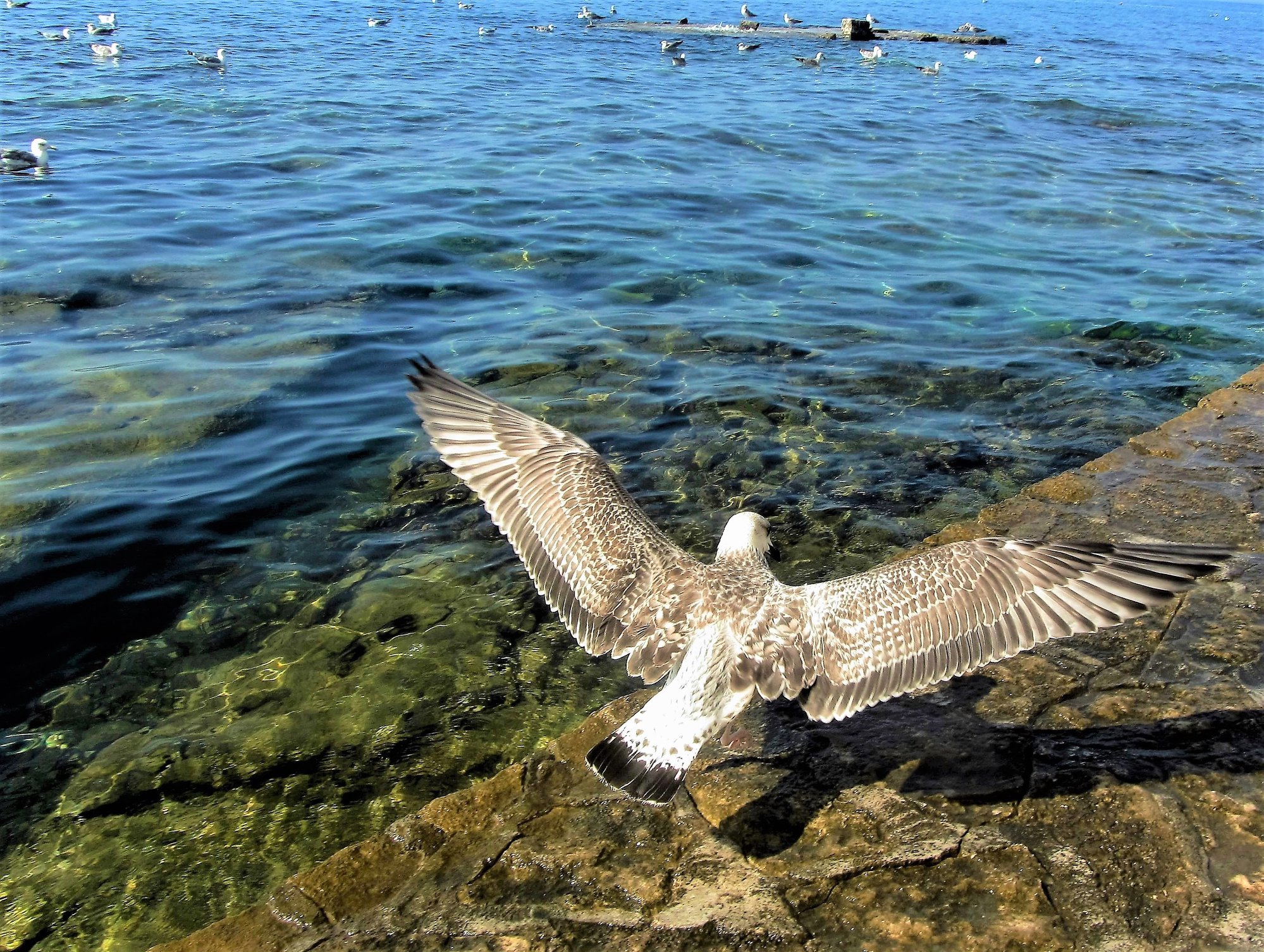 44412566_1923690457666023_56175462107316224_n